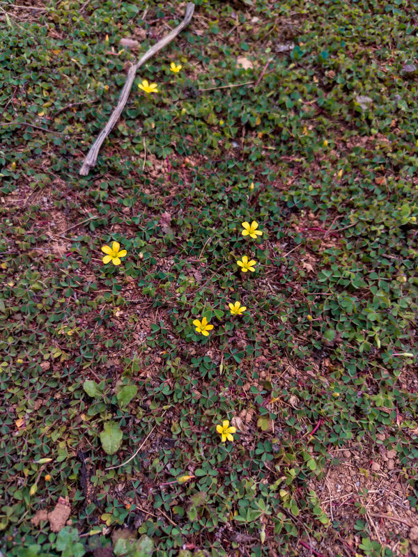 20260228_113115_Pixel_Vision_compressed.webp