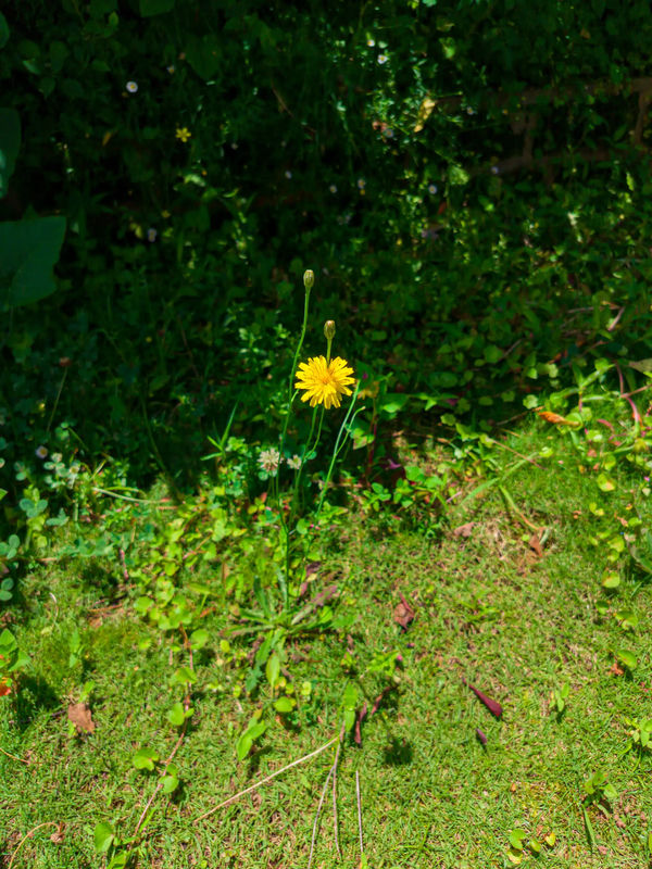 20260704_105246_Pixel_Vi_compressed.webp